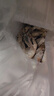 卖鱼郎先生青岛盐冻大虾净重3.6斤 10-15只/斤 白虾大虾基围虾生鲜 虾类 实拍图