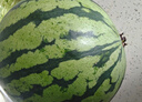 京鲜生 无籽麒麟大西瓜 1粒装 7-9斤 生鲜水果 实拍图