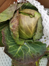 包菜新鲜卷心菜大头菜农户自种当季绿叶蔬菜绿甘蓝 绿甘蓝 5斤 实拍图