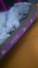 【京东物流】猫抓板磨爪猫窝一体耐磨不掉屑超大号猫玩具猫咪用品 椭圆巨无霸+猫薄荷 实拍图