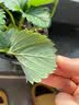 寿禾草莓苗带土发货大苗寿光大型苗场四季带盆栽好蔬菜苗批发种子秧苗 奶油红果章姬各2盆（共6盆） 实拍图