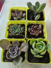 百潮盛多肉植物 小盆栽批发豪华套装多肉组合桃蛋玉露绿植花卉园艺 【如图品种】爆款六颗+盆土 选项文字有标注 实拍图