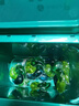 碧浪三腔洗衣凝珠草木清新10g*46颗盒装 7天抑菌10倍洁净力 实拍图