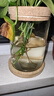 九千谷花瓶玻璃 水培植物生态瓶杆状绿植花瓶家用客厅摆件带竹托9882 实拍图