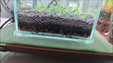 汉洋（ WATERWEEDS INDUSTRY）鱼缸滤材水族箱底砂龟多肉装饰造景摆件增色降酸水质火山石岩2斤 实拍图