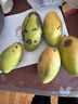 【双十一热卖】玉芒水果芒果新鲜上市 带箱6斤【单果200g以上】 实拍图
