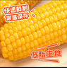 东北农嫂黄糯玉米软糯香吉林原产粘玉米真空低脂饱腹粗粮代餐 【爆款推荐】黄糯玉米1.25kg约5根 实拍图