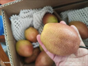 京鲜生安徽砀山红香酥冰糖梨 9斤装 单果130g+ 生鲜水果源头直发 实拍图