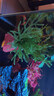 疯狂水草（FKSC）真水草鱼缸造景套餐净化水质懒人鱼缸水草植物直接入缸蜈蚣草 【赛级精品】鹿角茸+水罗兰+血心兰 实拍图