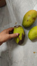 【双十一热卖】玉芒水果芒果新鲜上市 带箱2斤【单果300g+】 实拍图