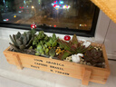 花艺萌多肉植物组合盆栽含盆含土创意diy拼盘花盆肉肉植物室内绿植花卉 天鹅河畔 含盆 晒单实拍图