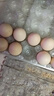 散养土鸡蛋 谷物蛋初生鲜鸡蛋 农家山林谷物喂养笨鸡蛋柴鸡蛋 【小份尝鲜】10枚 S级谷物蛋(40g±5g)/枚 实拍图