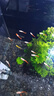 森悠（SARYOR）孔雀鱼纯种观赏鱼小型淡水好养热带鱼活体斑马金鱼凤尾鱼繁殖 杂袍孔雀鱼20条+5条备损 实拍图