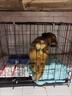 MODX狗笼子中型犬小型犬室内家用带厕所泰迪比熊柯基柴犬折叠宠物狗窝 幼宠25*20*20（颜色随机） 套餐1：笼子+厕所托盘+快速发货 实拍图