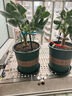 花盆绿植盆栽加厚塑料简约多肉小盆阳台客厅月季玫瑰大号家用花盆 矮款3加仑(口径21cm)2个盆 配套托盘 实拍图