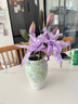范爷家陶瓷花瓶高颜值清新森系水培鲜花装饰摆件大口径客厅餐桌干花花器 实拍图