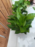 双盟绿萝盆栽除甲醛花卉绿植办公室新房净化空气180加仑2盆装源头直发 实拍图