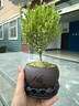 八芽 小叶赤楠盆景摆件室内绿植花卉盆栽老桩客厅办公室桌面好养植物 （舍得紫砂盆赤楠+苔藓铺面+底座） 实拍图