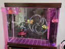 迪普尔 鱼缸隔离盒鱼苗隔离孵化盒孔雀鱼繁殖盒分离盒箱吸盘产房挂缸* 双格20*10*15CM（吸盘挂钩式） * 实拍图