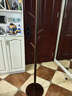 家逸实木衣架落地衣帽架卧室挂衣架立式挂衣服架子办公挂包客厅置物架 实拍图