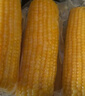 十月稻田 黄糯玉米 3.52斤(220g*8根)  杂粮粗粮 东北玉米 低脂早餐 新米 实拍图