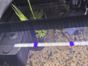 吉印刀锋s鱼缸灯led灯防水全光谱鱼缸照明灯水草灯小型超白鱼灯26cm 实拍图
