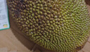 京鲜生 海南菠萝蜜整个 13-17斤 净重13斤生鲜水果 源头直发 实拍图