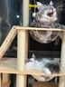 派阿哥全实木太空舱猫窝大型猫爬架豪华剑麻猫树一体猫咪跳台太空舱猫架 松木剑麻189*90*40 实拍图