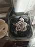 多肉植物桃蛋玉露冰玉橙梦露熊童子红宝石吉娃娃钱串贵货组合套餐 吉娃娃 2-3厘米 颜色随季节变化 裸根不带土 晒单实拍图