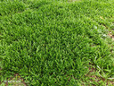 维达（Vinda）有芯卷纸 蓝色经典4层160克*27卷 厚韧耐用 卫生纸卷筒纸纸巾整箱 实拍图
