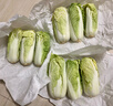 【超市品质】新鲜精品娃娃菜现砍现发小包装新鲜蔬菜生鲜产地直发 新鲜娃娃菜1*(3棵)*3包 实拍图