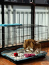 宠乐乖（CHONGLEGUAI）狗笼猫笼狗笼子中小型犬带厕所幼犬折叠便携猫笼子猫咪兔笼850ZG 实拍图