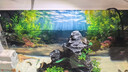 新款水草缸造景高级鱼缸背景贴纸5d高清画立体画立体壁画正胶自粘 意境造景水草-036 宽50cm-高30cm【送刮板】 晒单实拍图