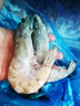 鲜京采 厄瓜多尔白虾 净重3斤/盒 特大号20-30规格   30-45只/盒 实拍图