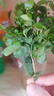九里香盆栽浓香水培植物四季好养树苗室内好养花卉驱蚊竹柏绿植 【实惠】九里香5-8颗 送肥料 实拍图