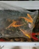 黄金锦鲤活鱼招财鱼金鱼活鱼好养耐活冷水鱼鱼苗活体小金鱼观赏鱼 黄金锦鲤7-9厘米 【共6条】 实拍图