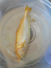 海名威 冷冻黄花鱼700g/2条 宁德大黄鱼地标 海鲜水产 生鲜鱼类 海鱼 实拍图