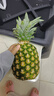 佳农 黑钻菠萝1粒装 巨无霸 菲律宾凤梨 净重3.6斤 生鲜水果 包邮 实拍图