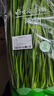 绿色韭菜250g 实拍图