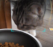 小佩宠物AI智能自动喂食器可视版 定时定量 猫狗宠物喂食 视频监控 实拍图