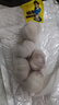 大蒜头出口品质网兜紫蒜蔬菜调料新鲜大果烧烤火锅食材 【精品网兜装】5头装 150g 实拍图