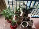 史丹利中号陶粒垫底小陶粒土养花专用多肉花用铺面花盆花卉种花园艺5L 实拍图