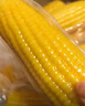 十月稻田 黄糯玉米3.52斤+白糯玉米4.16斤 早餐粗粮 实拍图