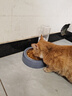甜浪海猫碗双碗自动喂食器不锈钢狗盆幼猫吃饭喝水防打翻饮水机宠物食盆 实拍图