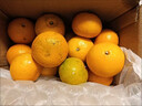 柏馋广西沃柑新鲜纯甜橘子当季时令水果桔子柑橘应季整箱正宗当季 精选9斤净重8.5斤 特大果70mm+ 实拍图