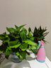 双盟绿萝盆栽除甲醛花卉绿植办公室新房净化空气180加仑2盆装源头直发 实拍图