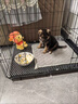 MODX狗笼子中型犬小型犬室内家用带厕所泰迪比熊柯基柴犬折叠宠物狗窝 幼宠25*20*20（颜色随机） 套餐1：笼子+厕所托盘+快速发货 实拍图