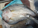 鲜京采三去海鲈鱼3斤/3条 生鲜鱼类 白蕉鲈鱼地标 鱼类源头直发 实拍图