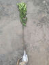 CHUANGSHIJI沙糖桔树苗南方北方种植橘子树苗柑桔果树果苗嫁接砂糖地栽盆栽 3年苗 (当年结果 死苗包补) 81cm(含)-110cm(含) 实拍图