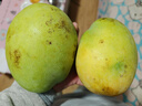 京鲜生 攀枝花凯特芒果 净重8.5斤 带箱9斤 单果500g+ 生鲜水果源头直发 实拍图